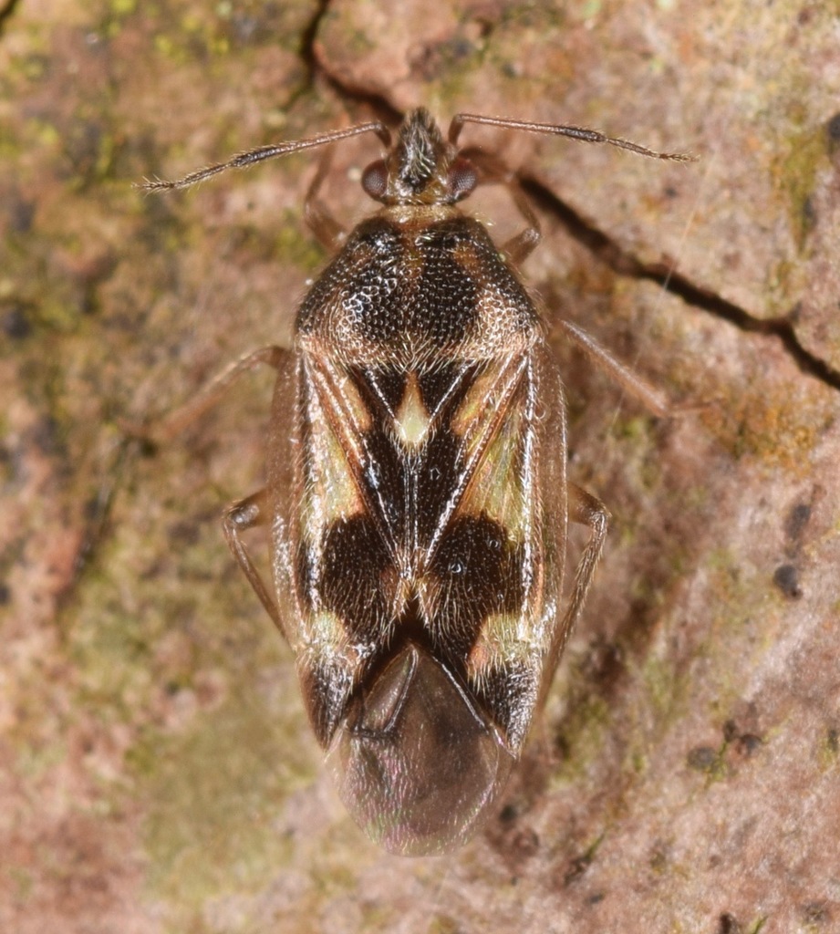 Eurychilopterella