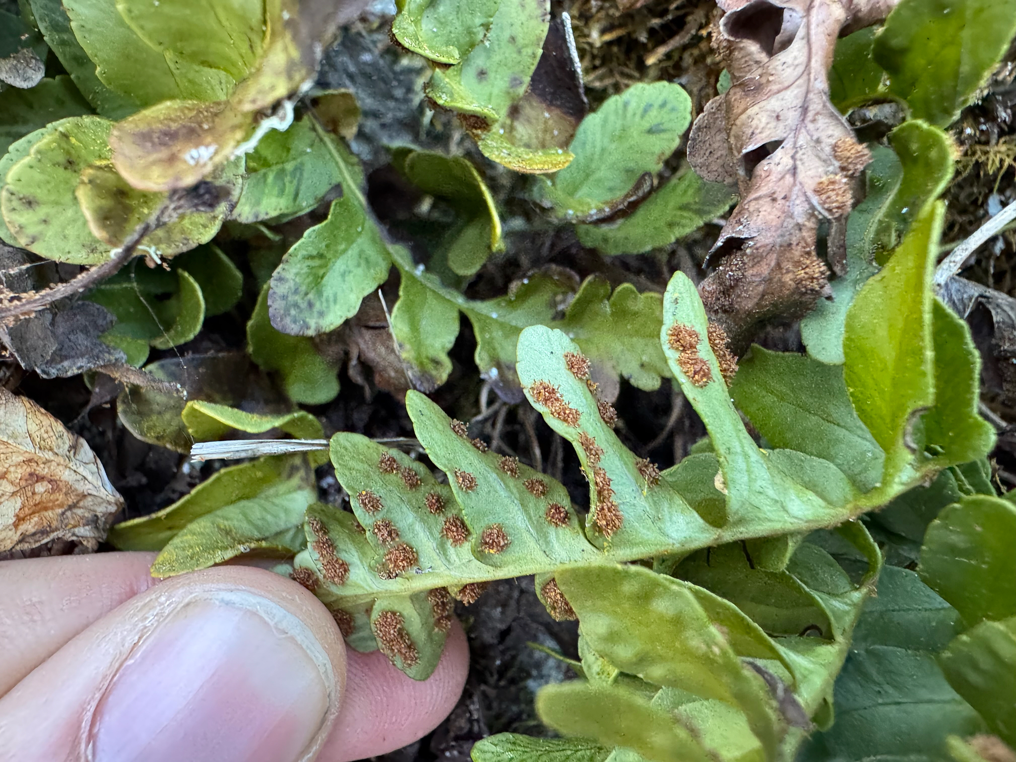 Irregular Polypody (Polypodium amorphum)