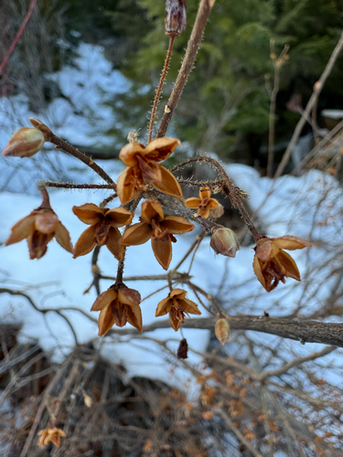 Rhododendron menziesii