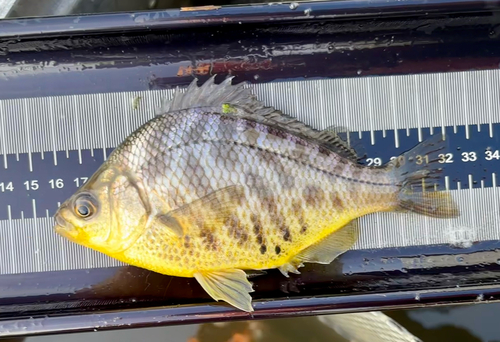 Russian River tule perch (Hysterocarpus traskii) — Embiotocidae