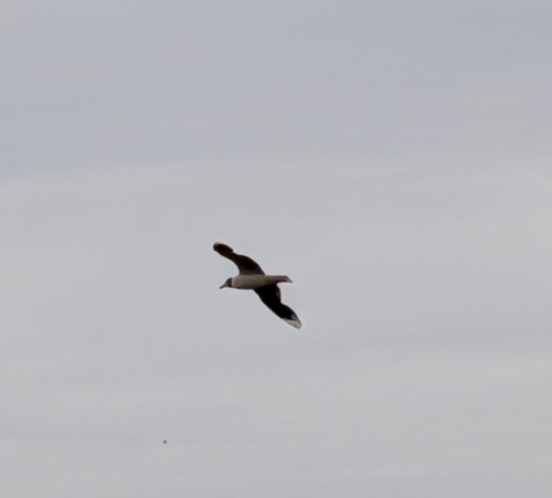 Brown-hooded Gull (Chroicocephalus maculipennis), photo 6