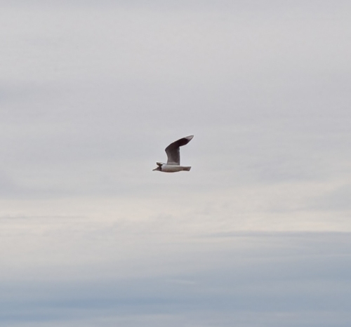 Brown-hooded Gull (Chroicocephalus maculipennis), photo 7