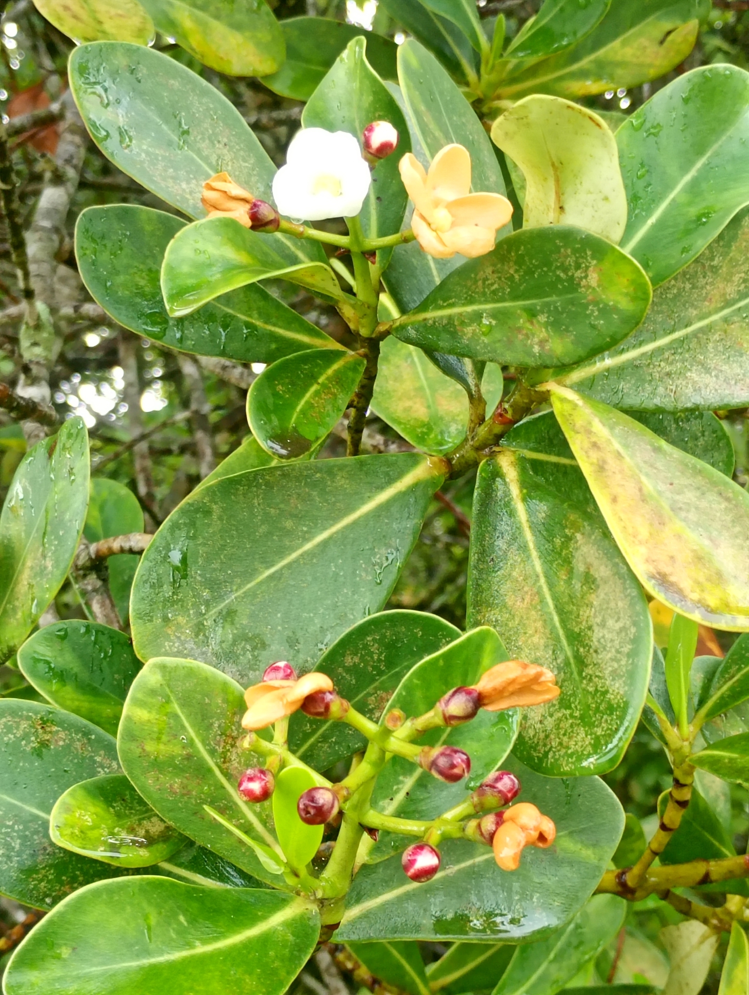 Clusia criuva