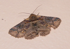 Pericyma mendax