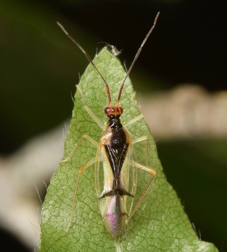 Hyaliodes vitripennis
