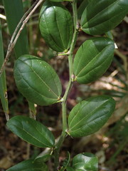 Sarcomphalus domingensis