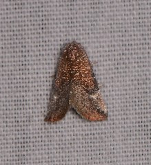 Mataeomera mesotaenia