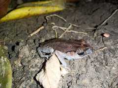 Blue-Eyed Litter Frog photo 2