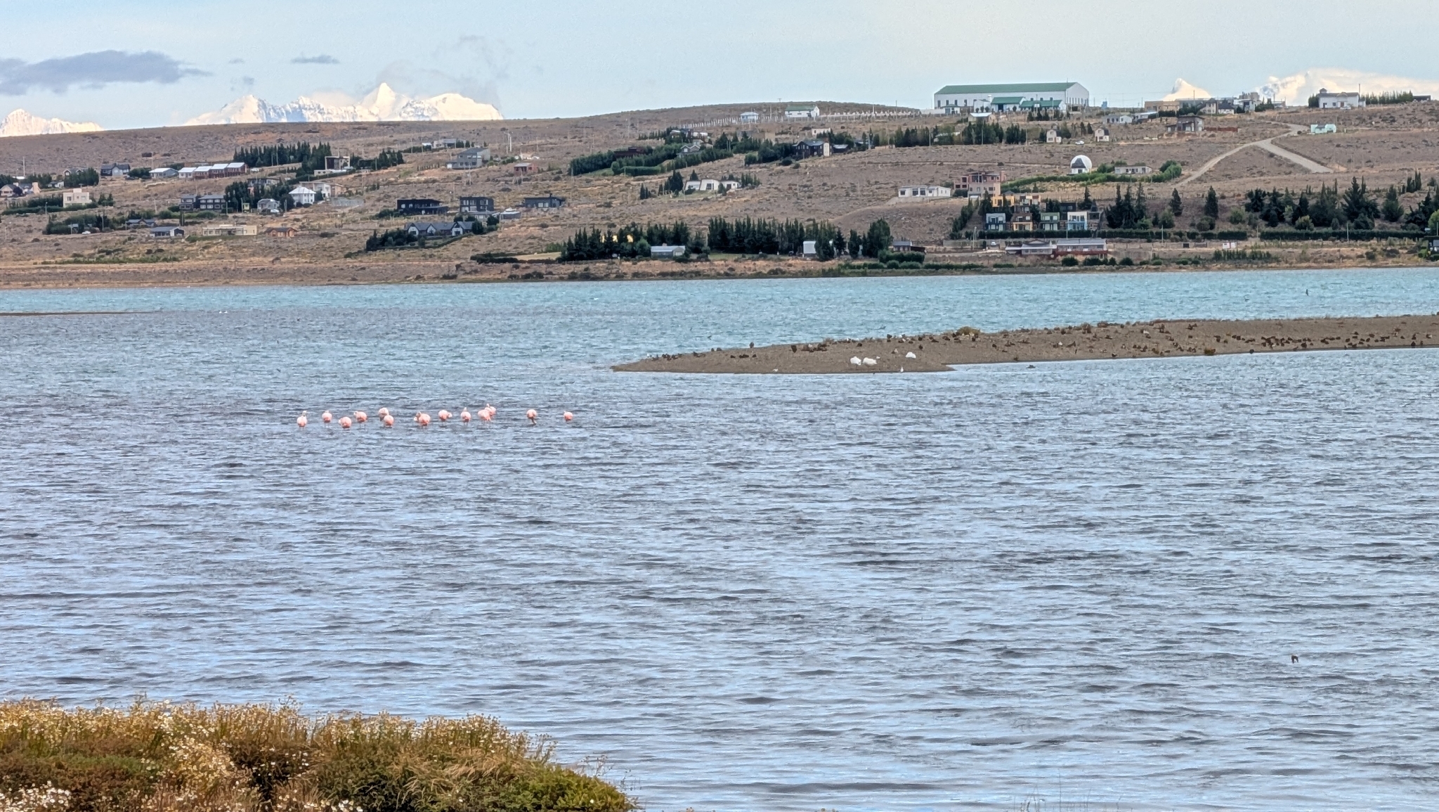 Chilean Flamingo (Phoenicopterus chilensis), photo 3