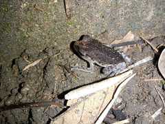 Blue-Eyed Litter Frog photo 5