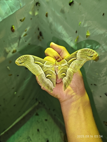 Lesser Atlas Moth