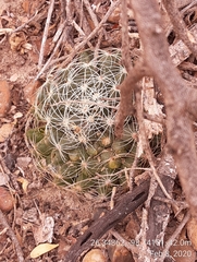 Mammillaria sphaerica