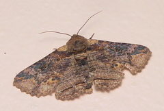 Pericyma mendax