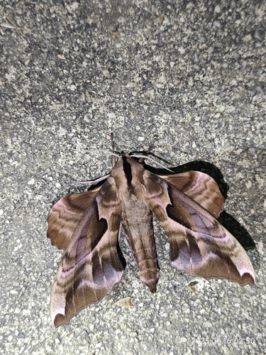 Phyllosphingia dissimilis