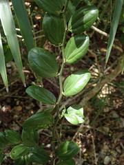 Sarcomphalus domingensis