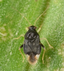 Pycnoderes medius