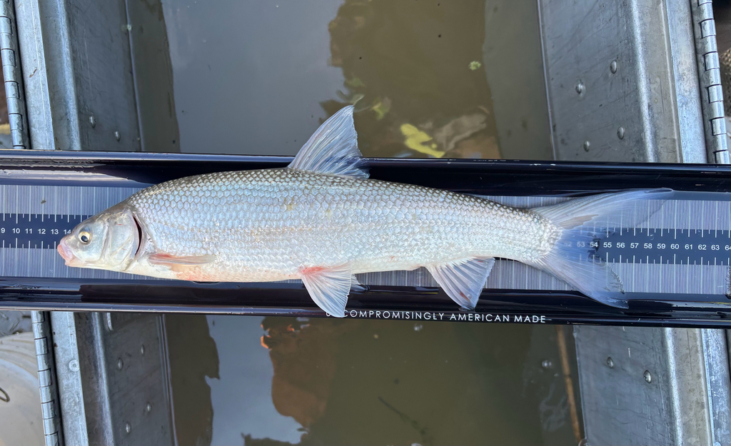 Sacramento Splittail (Pogonichthys macrolepidotus) — Cyprinidae