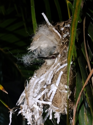 Purple-rumped Sunbird (Leptocoma zeylonica), photo 7