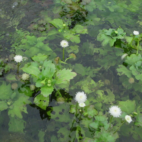 Shinnersia rivularis, photograph 4
