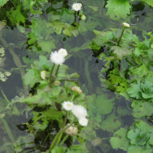 Shinnersia rivularis, photograph 5