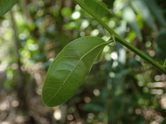 Sarcomphalus domingensis