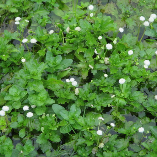 Shinnersia rivularis, photograph 3