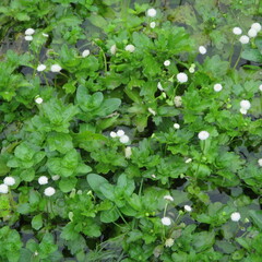 Shinnersia rivularis, photograph (c) Ricardo Jaimes-López, some rights reserved (CC BY)