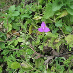 Callisia micrantha