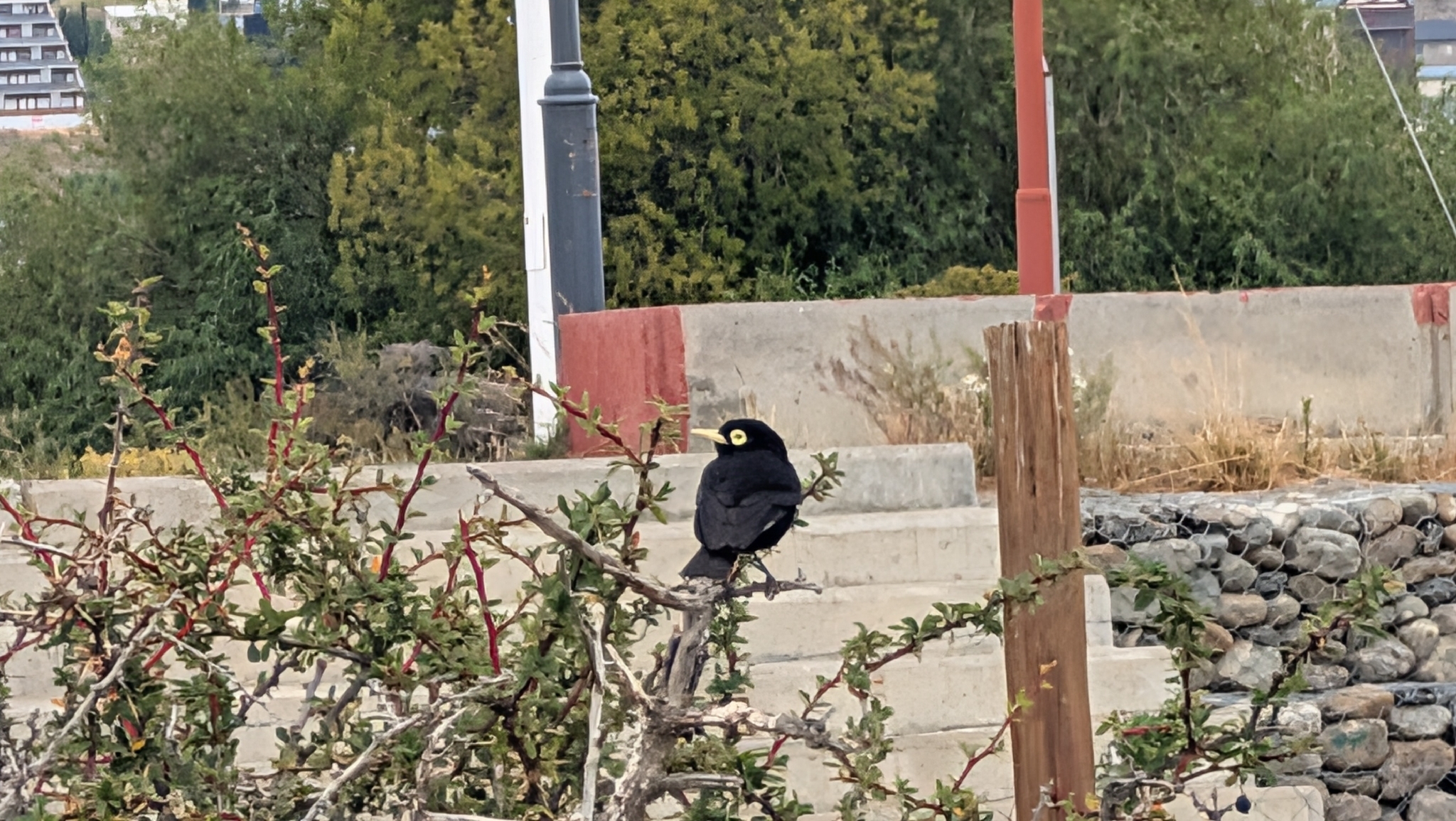 Spectacled Tyrant (Hymenops perspicillatus), photo 5