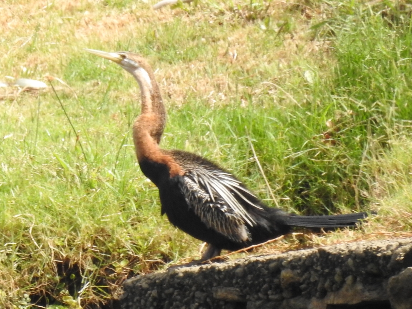 African Darter (Anhinga rufa), photo 3
