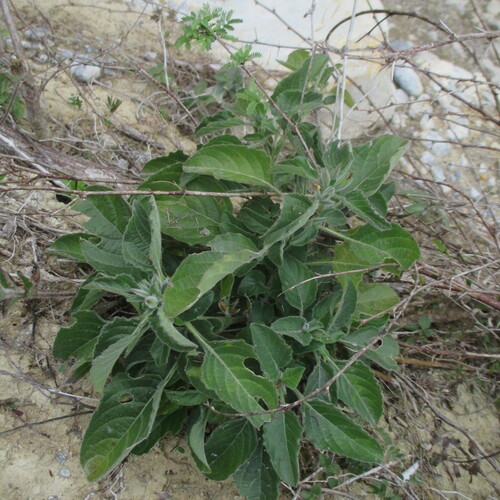 western ruellia (Ruellia occidentalis)