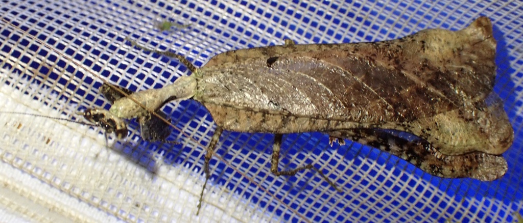 Pseudacanthops spinulosus