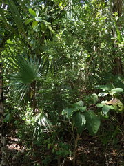 Sarcomphalus domingensis