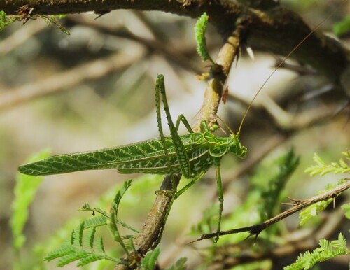Sictuna clupeipennis