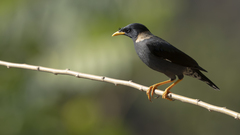 Collared Myna photo 1