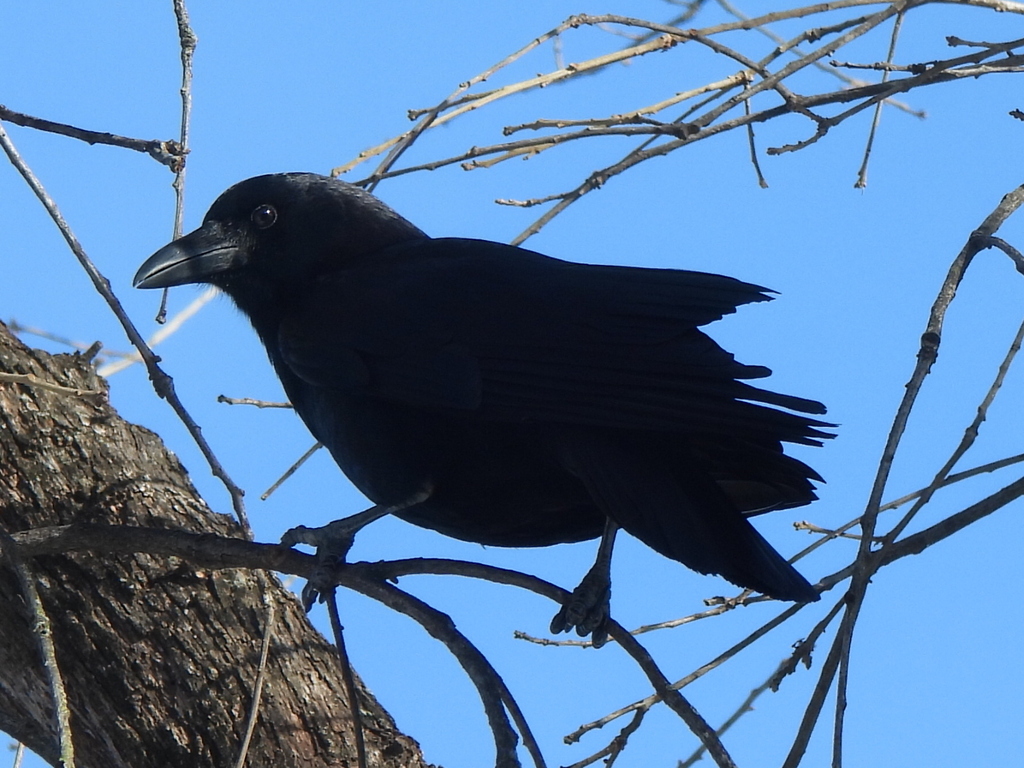 January Crow American Crow from Harmony Hills, Fort Worth, TX, USA on January 26 ...