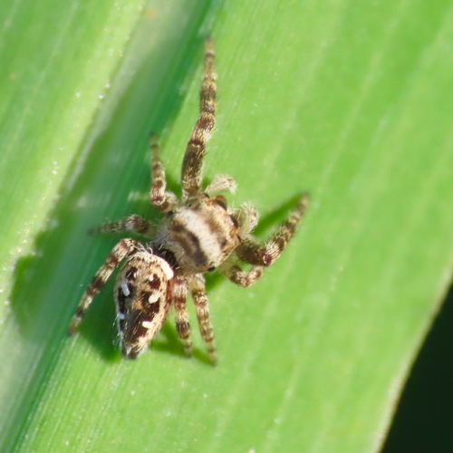 Dendryphantes zygoballoides (Dendryphantes zygoballoides)