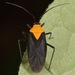 Prepops - Photo (c) skitterbug, algunos derechos reservados (CC BY), subido por skitterbug