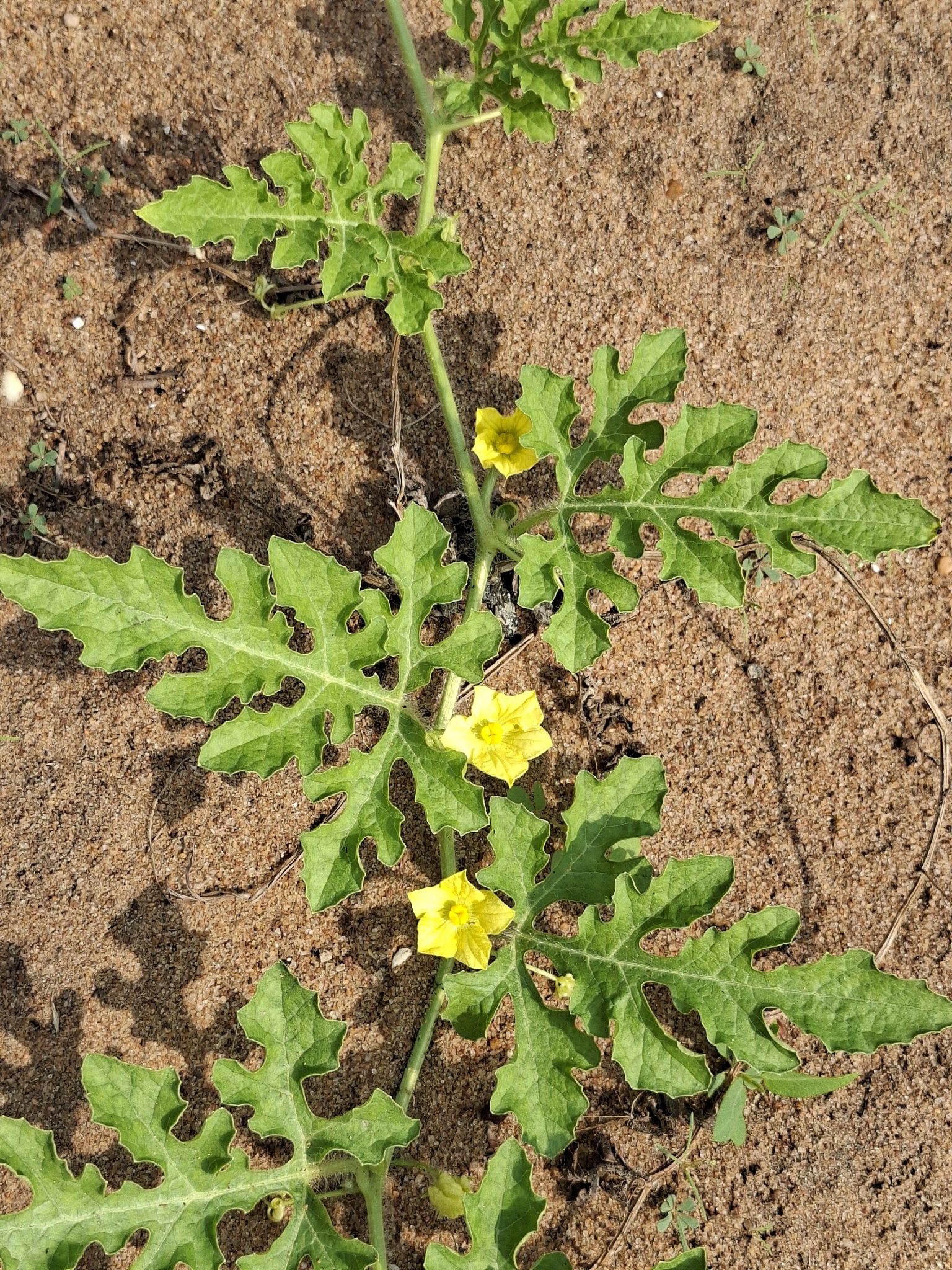 Citrullus mucosospermus