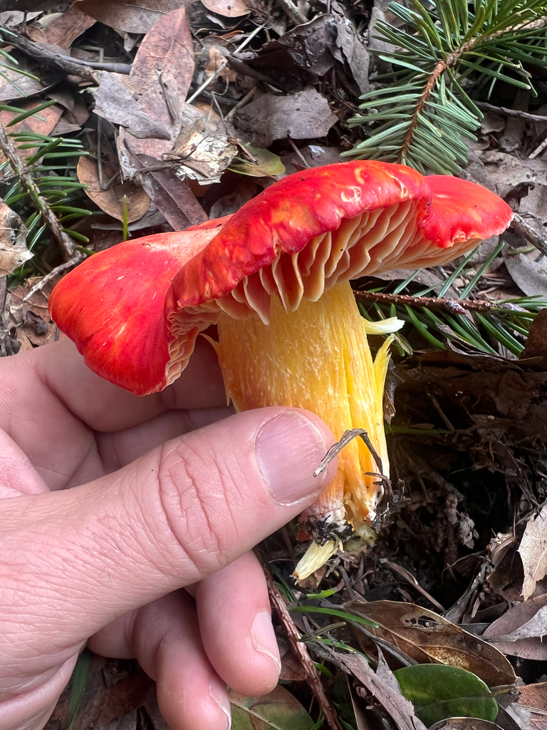 Hygrocybe laetissima · January 2026 · photo: © loarie (iNaturalist, cc0)