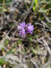 Dipterostemon capitatus capitatus