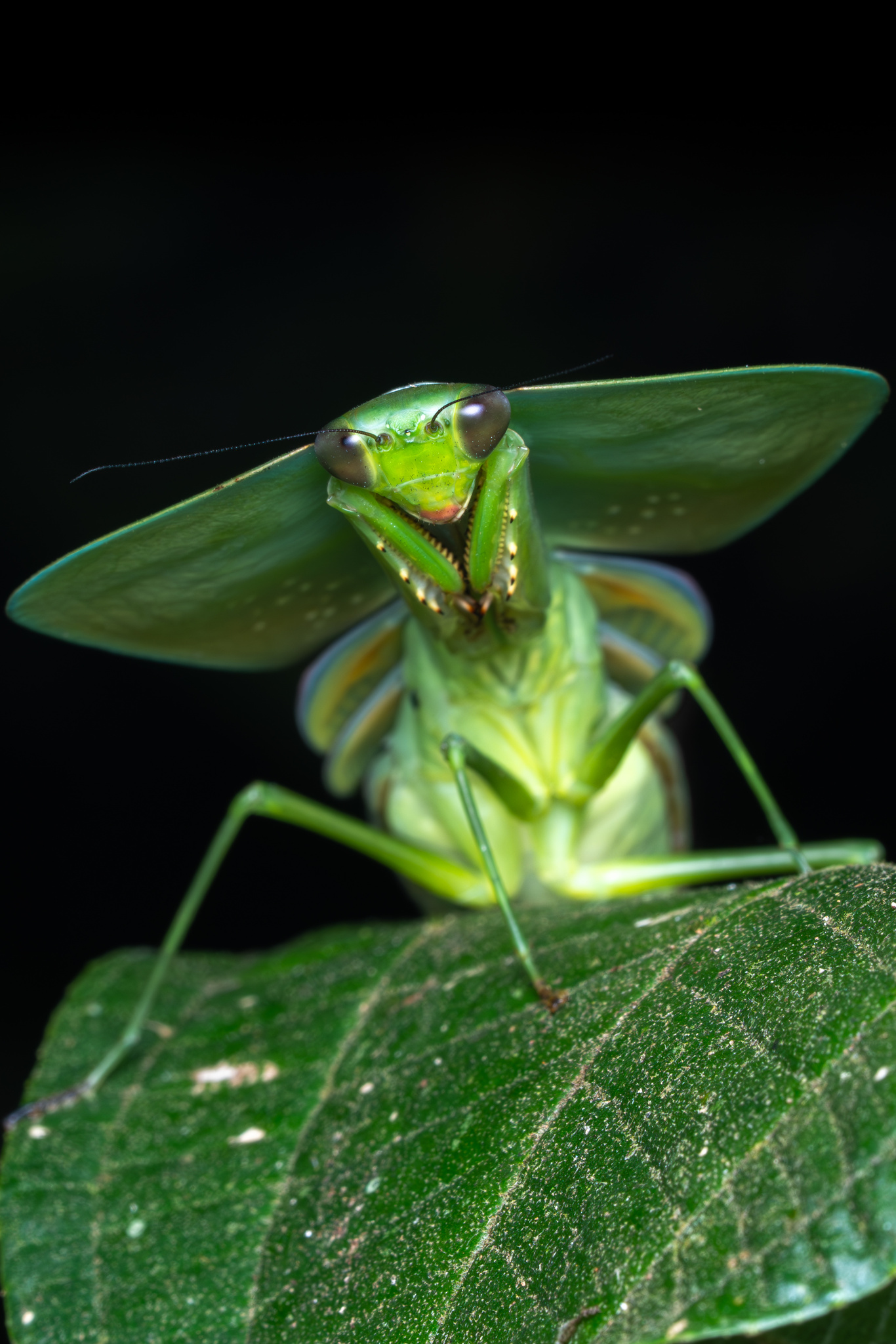 Peruvian Shield Mantis (Choeradodis rhombicollis) · iNaturalist