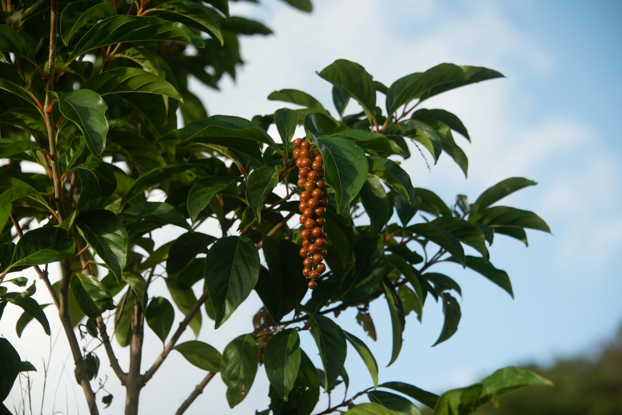 Imagem de Citharexylum mirianthum