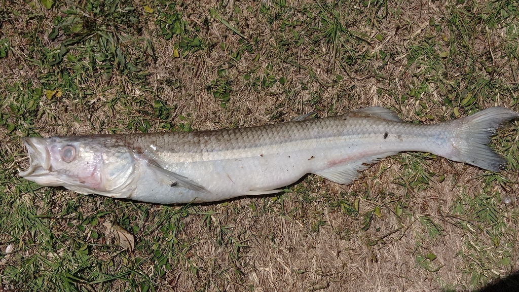 Argentinian silverside (Odontesthes bonariensis) — Atherinopsidae