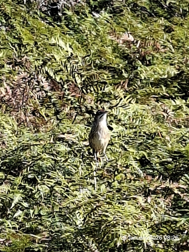 Cape Grassbird (Sphenoeacus afer), photo 1