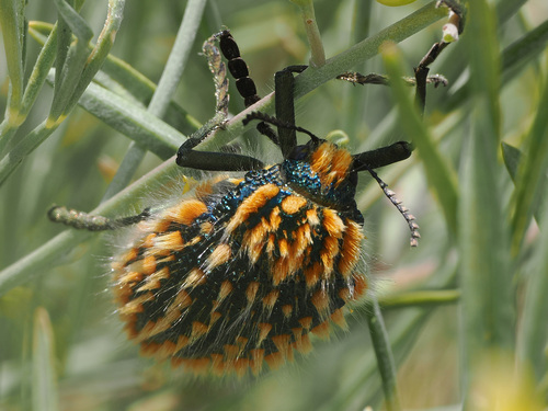 Julodis viridipes · iNaturalist