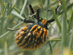 南アフリカ産 Julodis viridipes　27mm small.jpg
