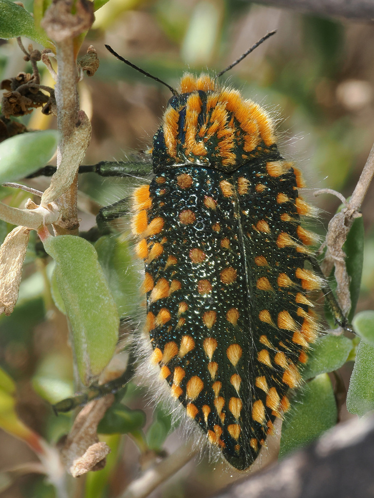 Julodis viridipes · iNaturalist