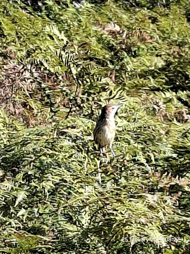 Cape Grassbird (Sphenoeacus afer), photo 2