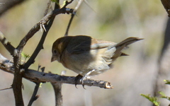 Passerina versicolor